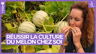 Réussir la culture du melon chez soi | Jardins et Loisirs