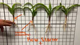 InFurrow Fungicide in Corn