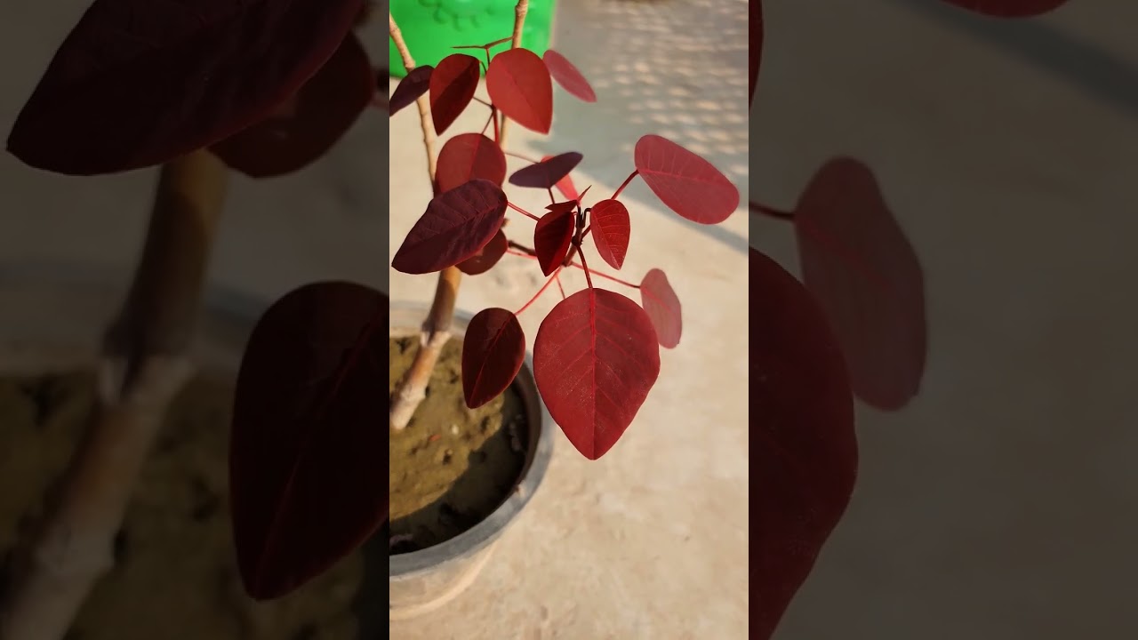 Euphorbia cotinifolia amazing growth after proper pruning || Watch full video ||.