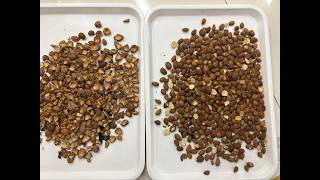 TOPSORT Almond AI color sorter with new deep learning technology
