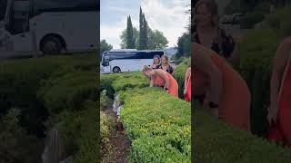 Girl Falls into a Bush during a Tour