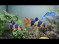 Крупные рыбы  в моих аквариумах.