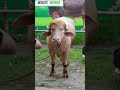 A buffalo in Bangladesh that looks like Donald Trump has gone viral on social media