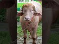 A buffalo in Bangladesh that looks like Donald Trump has gone viral on social media