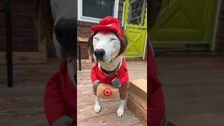 #target #dogs #meme #shorts