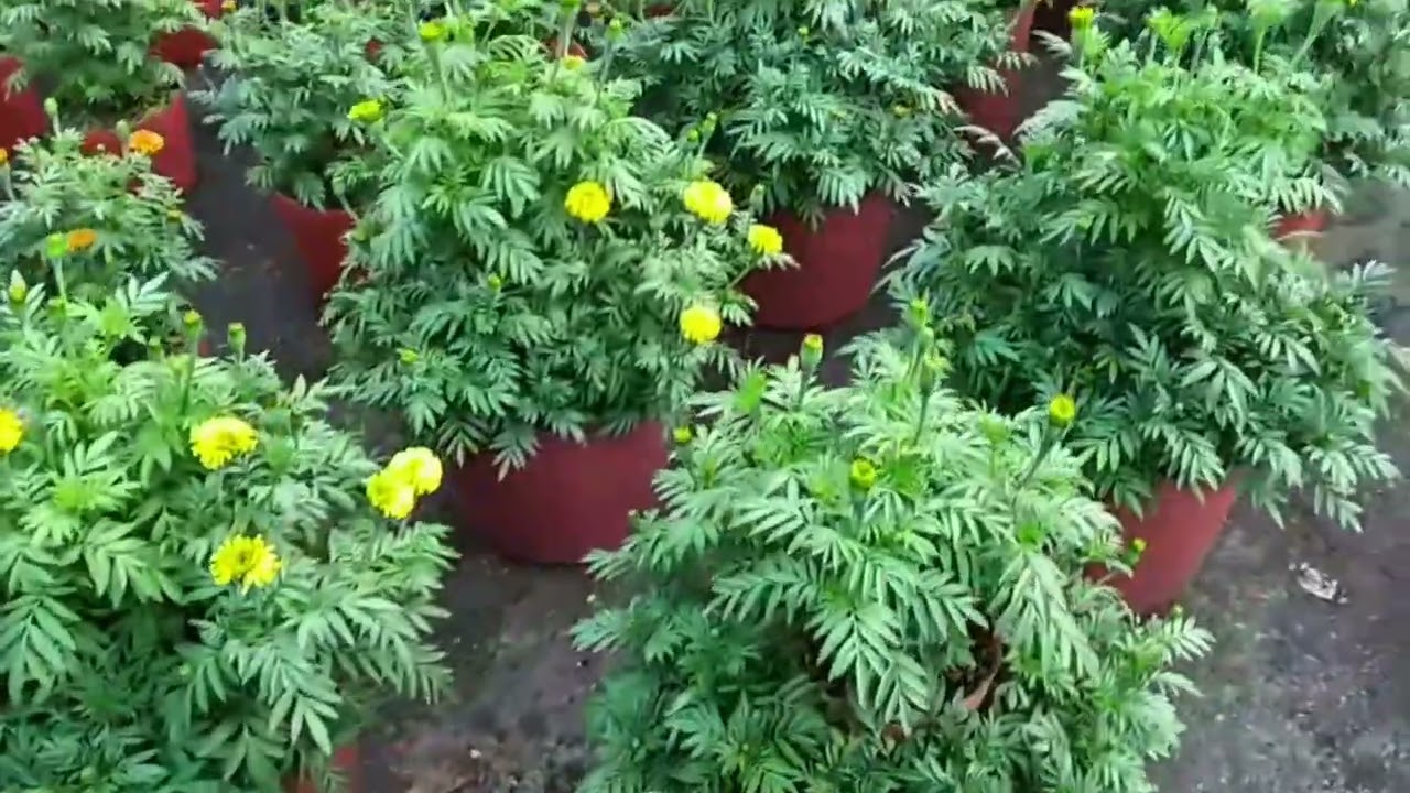 Kết quả cực tốt sau quá trình thúc Vạn Thọ & Kỹ thuật xử lí đối với cây phát triển chưa mạnh