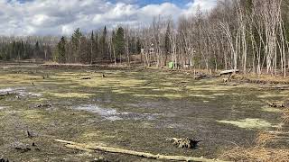 The Lake Is Gone Small Dam Fails In Alcona County