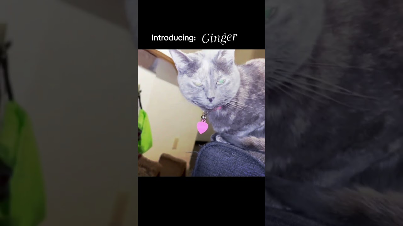 This is my cat her name is Ginger 🫚