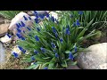 5 весенних цветов для каменистого сада