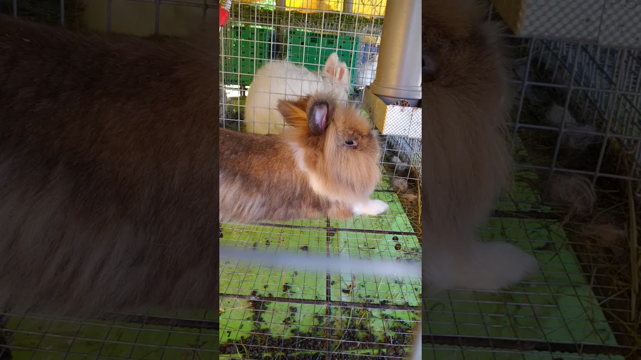 Uzgoj patuljastih kunića ljetna varijanta kunićarnika mini farma. Tel.065/562-560