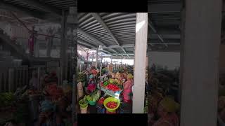 🍉✨ 🇨🇻 Mercato di Praia: colori, profumi e vita vera a Capo Verde