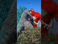 The Legendary Godzilla vs ScarKing - The Brand New Days