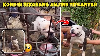 THE PITBULL DOG ​​THAT WAS ELDERED HAS BECOME THE DOG OF THE SULTAN OF RAGUNAN ‼️