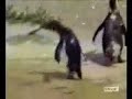 hardcore pinguin