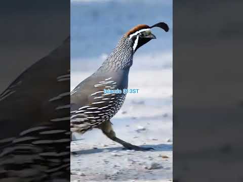 Waliman Khaf Makama Rabihi Janatan Islamicstatus Viralvideo Amazing Beautiful Arabic