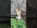 These active kitty have big pool. 🤪😆#LAUGHING #AMUSING #ANIMAL #HILARIOUS #cat #citywalk #ai