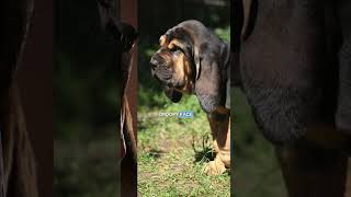 Saint bernard x bloodhound new dog breed? #subscribe #dogs #shortsvideo #dog