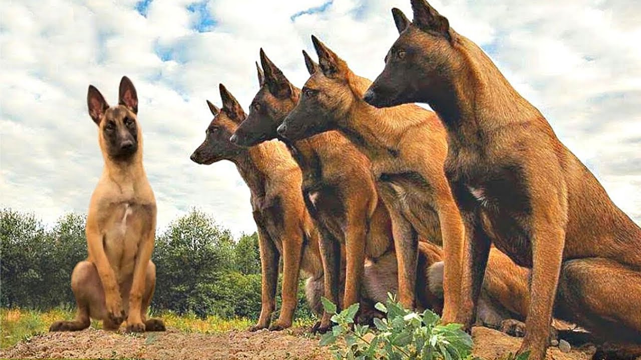 These Are The Most Disciplined Dogs In The World YouTube These Are The Most Disciplined Dogs In The World YouTube