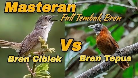 BREN CIBLEK VS BREN TEPUS KEPALA ABU,masteran mudah masuk jeda jernih#masteranburung