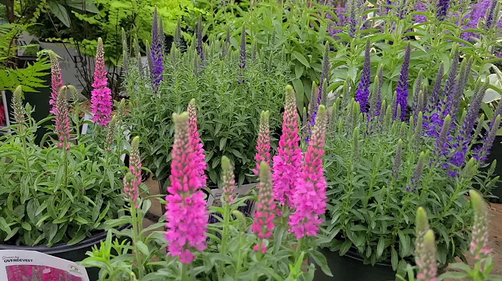 Veronica 'Aspire' (Speedwell) // VIBRANT, dwarf pe...