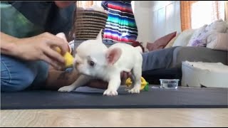 Mini Frenchie said the smell of lilacs was strange but his mom made him smell it anyway. Wilby e2 by Wagging Tails Rescue 2,508 views 4 weeks ago 10 minutes, 15 seconds