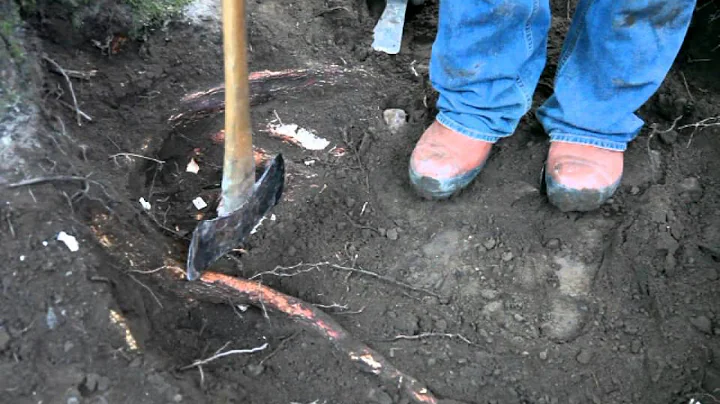 Stump Removal: Holistic Approach
