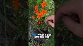 Stop spending money on marigolds