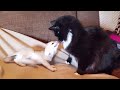Fox Kits Annoying Cats