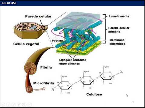 Vídeo: Por que a parede celular não é viva?