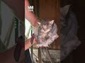 My Dog Helped Rescue Abandoned Kittens Found In A Shed 🥰🐾