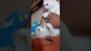 Sweetu Kabhi Chatam chatai Nahi Chhod Sakta | @Sweetupersiancat2024