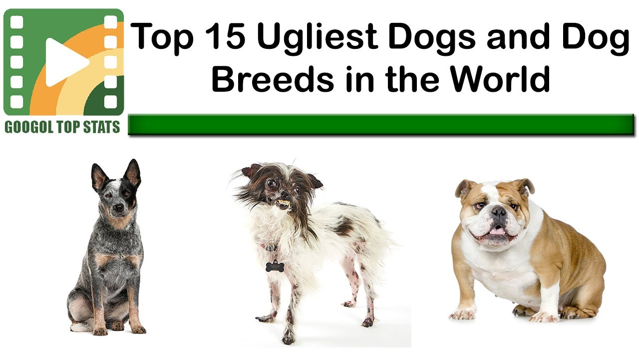Top 15 Ugliest Dogs And Dog Breeds In The World ▶ World's Ugliest Dog Breed.