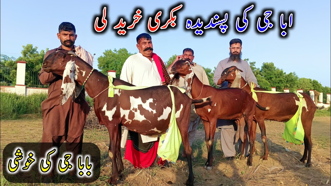 ابا جی کی پسندیدہ بکری خرید لی - چوہدری رفیق گجر کے گھر سے بکری خریدی ...