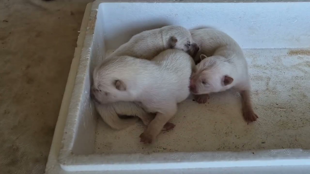 엄마의 젖을 물고 꼬물거리는 여섯 아가들 대부도1박2일