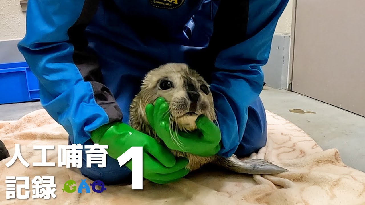【ゴマフアザラシ】人工哺育になりまして１　カテーテル哺乳