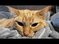 Marmalade purring on heated blanket (3 min)