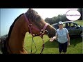 Arabian horse on his toes, meets two of our subscribers at Duncombe Park