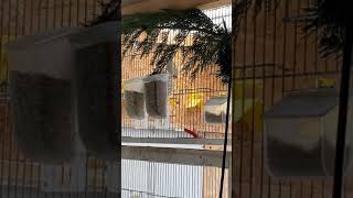 Stieglitz Mayor Melo