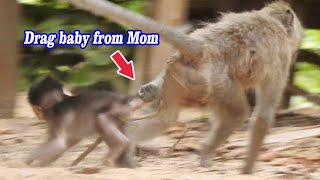 Steal..Drag gorgeous baby from mom, Young monkey Hander grab Simone, Pity adorable baby sad need mom