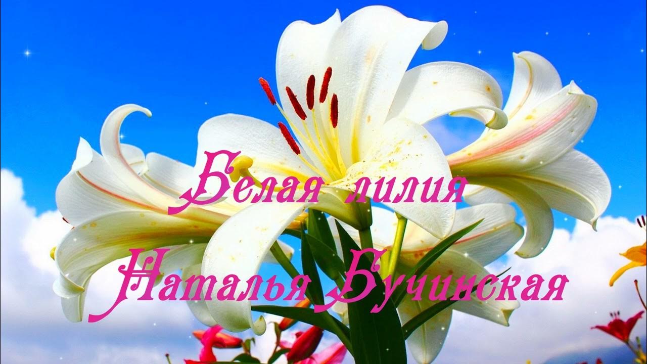 Лилии для любимой. Я люблю все твои лилии. Стихотворение для лилии. Поздравления с днём рождения лилии. Белая лилия анапа.