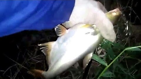 Hugo vlgs, câu cá tra sông mồi huỳnh khoa