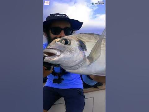 Reel Chata Bee Ramon 5 - YouTube