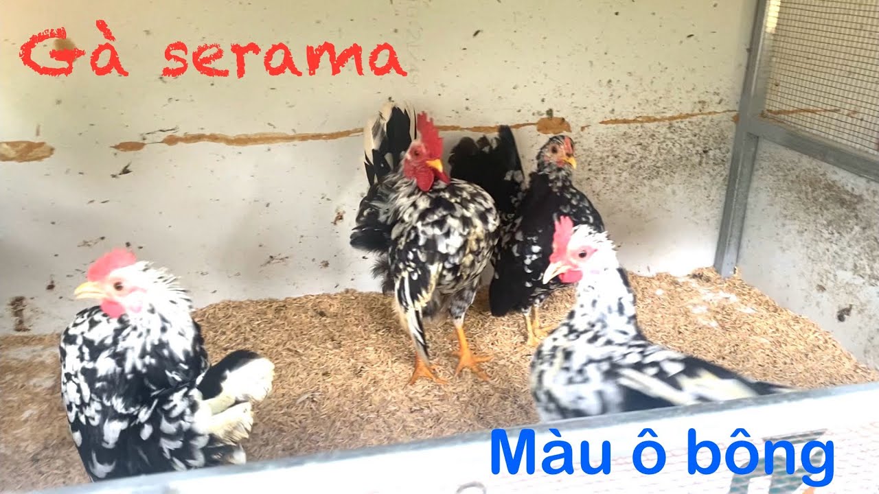 Gà serama mới lớn