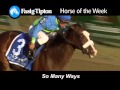 Fasigtipton horse of the week so many ways