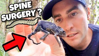 Rescued Baby Chameleon With Broken Spine ! Will He Make It ?!