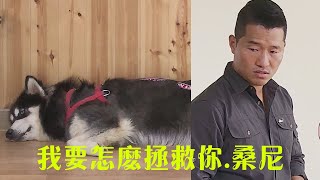 女主人偏心導致狗狗出現嚴重的心理陰影，哈士奇每天欺負阿拉斯加犬，訓犬師揭穿後還狡辯！