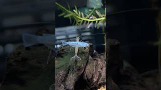 【今日もヤマトヌマエビ】#水槽 #めだか #ヤマトヌマエビ