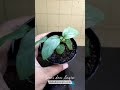 Gambar Homalomena Humilis "silver green" Paludarium Vivarium Terrarium dari Debu dan Angin Aquascape Kota Tangerang Selatan 3 Tokopedia
