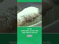 Giá gạo trong nước và xuất khẩu đang trên đà phục hồi #nongnghiepmientay
