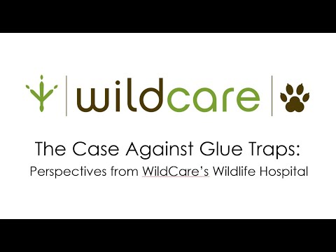 Tell Canadian Tire to stop using cruel glue traps – Vancouver Humane Society